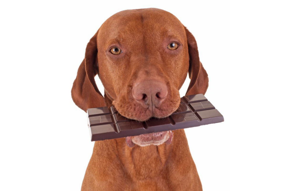 Why can’t dogs eat chocolate?